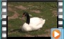  Black-necked Swan - August 2016