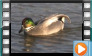 Falcated Duck - March 2014
