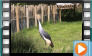 Grey Crowned Crane - May 2013