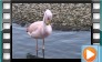  James's Flamingo - October 2012