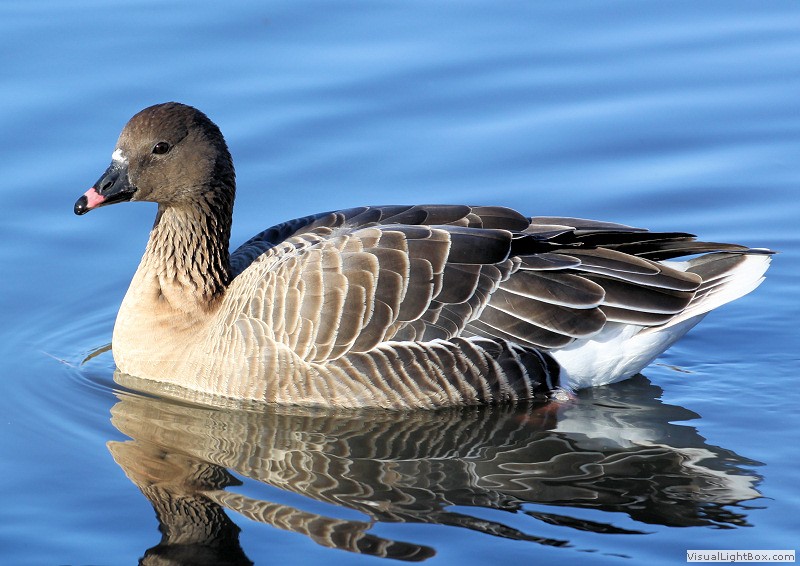 Identify Ducks, Geese & Swans from around the World